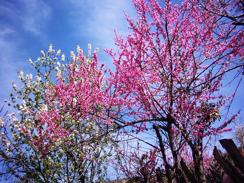 https://d3r8gwkgo0io6y.cloudfront.net/upload/KA/India-kashmir-srinager-cheri-tree.jpg