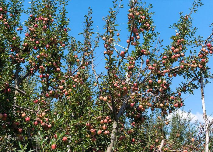 https://d3r8gwkgo0io6y.cloudfront.net/upload/KC/India-kashmir-gulmarg-apple-garden-1.jpg