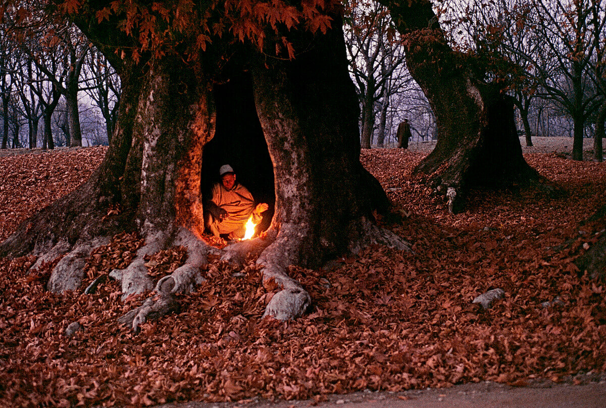 https://d3r8gwkgo0io6y.cloudfront.net/upload/KC/India-kashmir-srinagar-winter-chinar-tree-4.jpg
