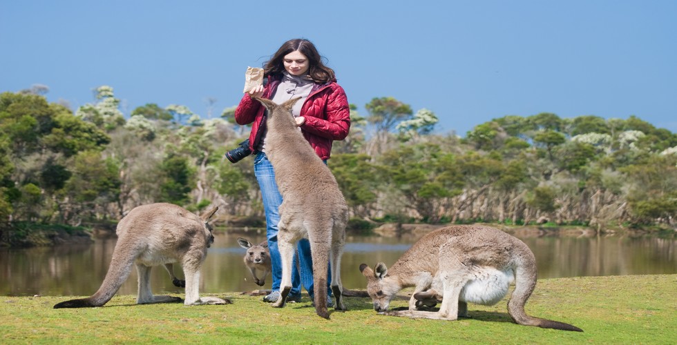 https://d3r8gwkgo0io6y.cloudfront.net/upload/Kangaroos.jpg