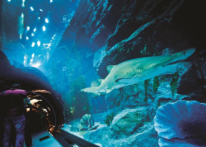 https://d3r8gwkgo0io6y.cloudfront.net/upload/LD/UAE-Dubai-dubai-mall-aquarium-5.jpg
