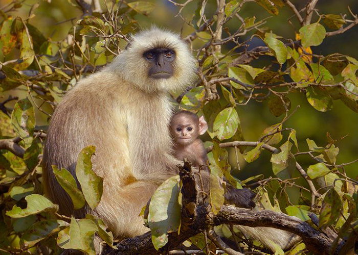 https://d3r8gwkgo0io6y.cloudfront.net/upload/LM/India-madhya-pradesh-kanha-national-park-1.jpg