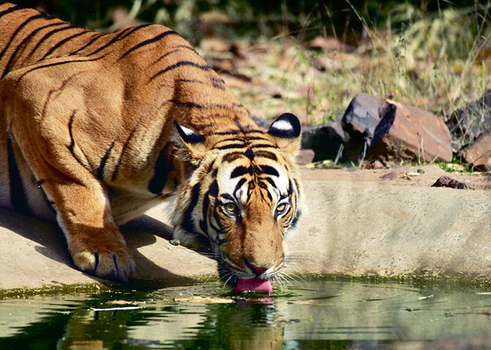 https://d3r8gwkgo0io6y.cloudfront.net/upload/LM/India-madhya-pradesh-kanha-national-park-2.jpg