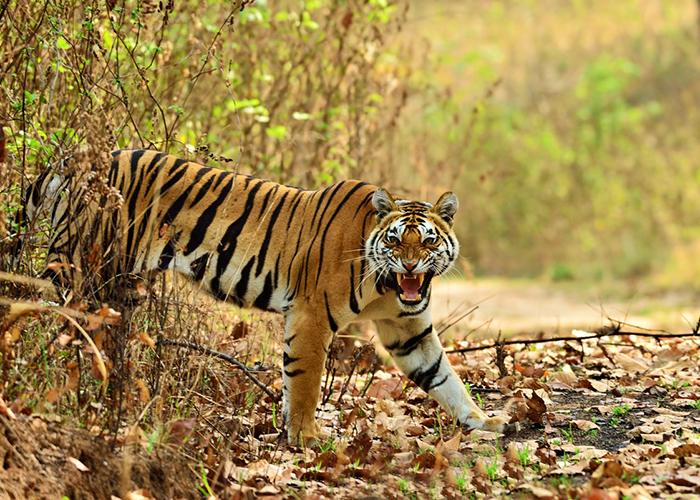 https://d3r8gwkgo0io6y.cloudfront.net/upload/LM/India-madhya-pradesh-kanha-national-park-4.jpg