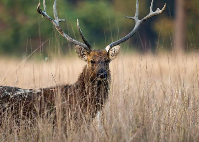 https://d3r8gwkgo0io6y.cloudfront.net/upload/LM/India-madhya-pradesh-kanha-national-park.jpg