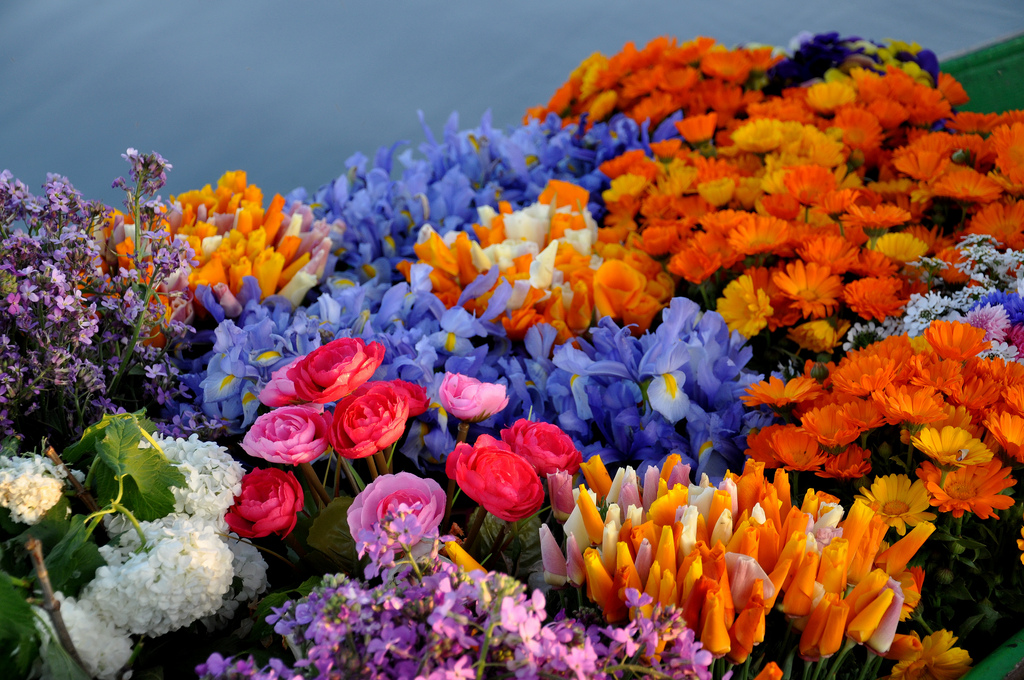 https://d3r8gwkgo0io6y.cloudfront.net/upload/LP/India-kashmir-srinagar-dal-lake-9.jpg