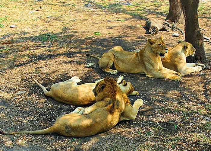 https://d3r8gwkgo0io6y.cloudfront.net/upload/LT/thailand-bangkok-safari-world-7.jpg