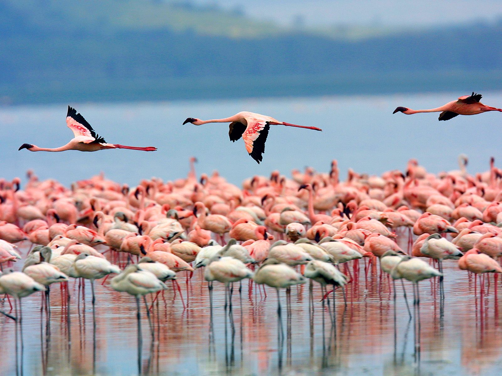https://d3r8gwkgo0io6y.cloudfront.net/upload/Lake-Nakuru-National-Park.jpg
