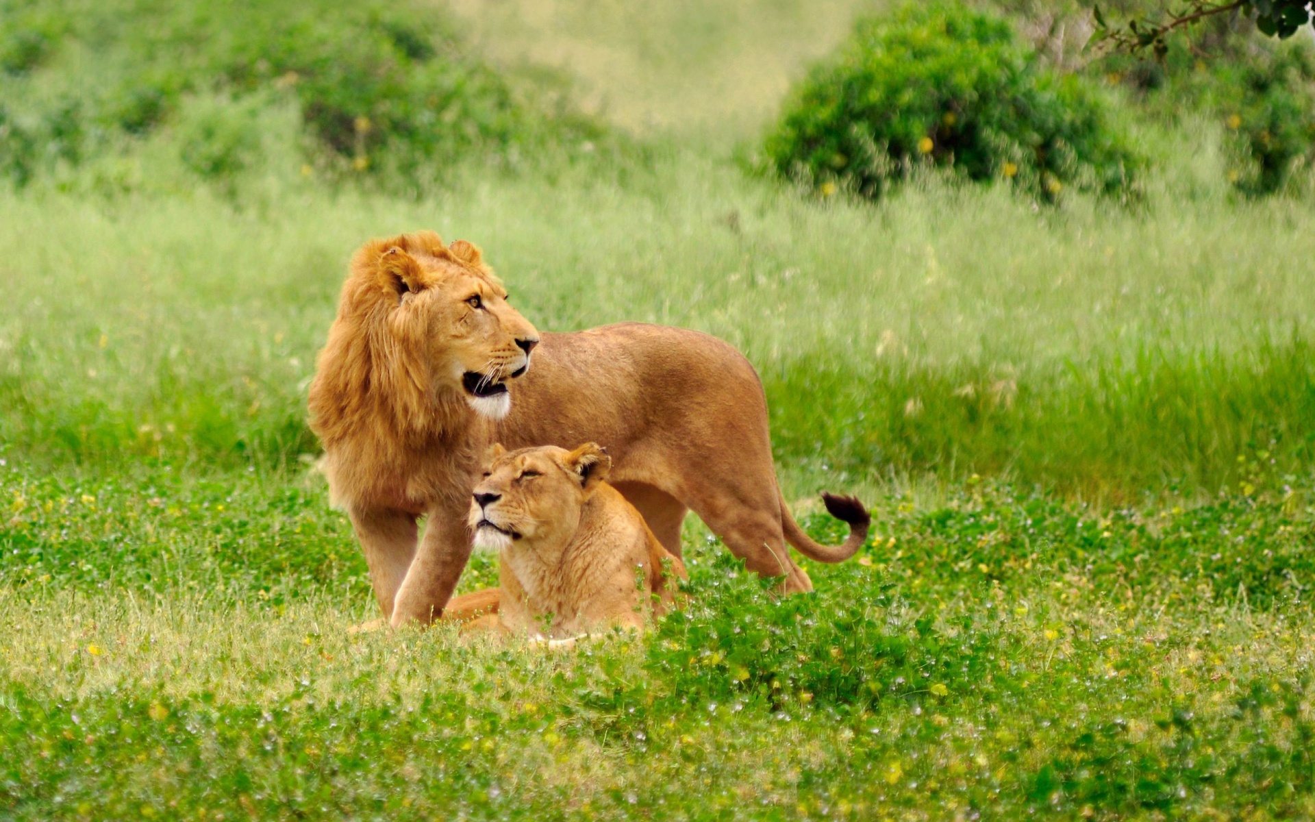 https://d3r8gwkgo0io6y.cloudfront.net/upload/Lion-child-Animal-HD-Wallpaper.jpg
