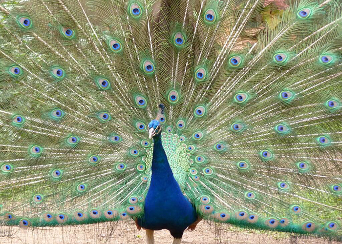 https://d3r8gwkgo0io6y.cloudfront.net/upload/M1/mauritius-casela-bird-park-1.jpg