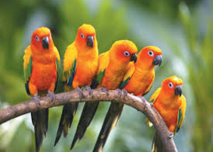 https://d3r8gwkgo0io6y.cloudfront.net/upload/M1/mauritius-casela-bird-park-4.jpg