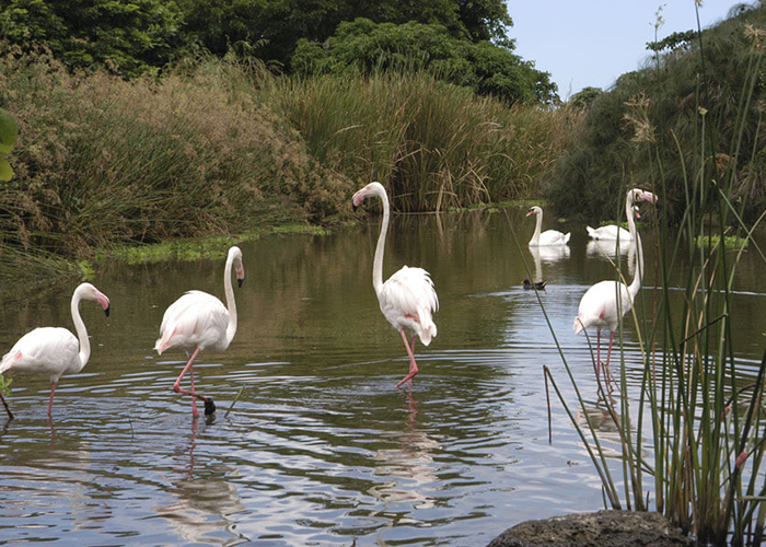https://d3r8gwkgo0io6y.cloudfront.net/upload/M1/mauritius-casela-bird-park-5.jpg