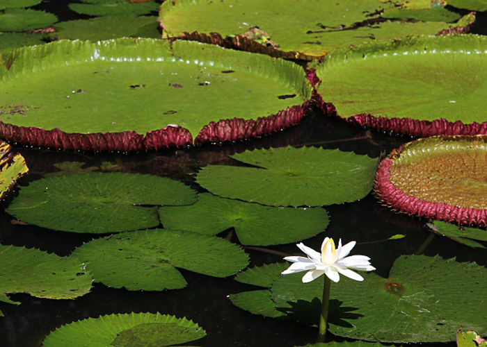 https://d3r8gwkgo0io6y.cloudfront.net/upload/M1/mauritius-royal-botenical-garden-1.jpg