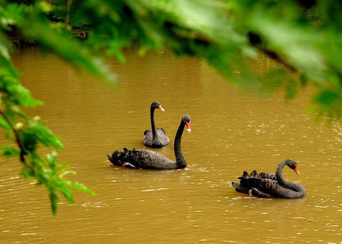 https://d3r8gwkgo0io6y.cloudfront.net/upload/M2/mauritius-Casela-Bird-Park.jpg