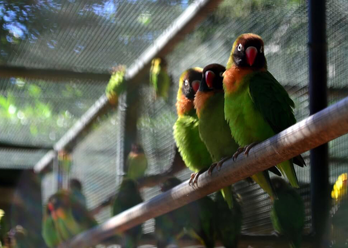 https://d3r8gwkgo0io6y.cloudfront.net/upload/M2/mauritius-casela-bird-park-6.jpg
