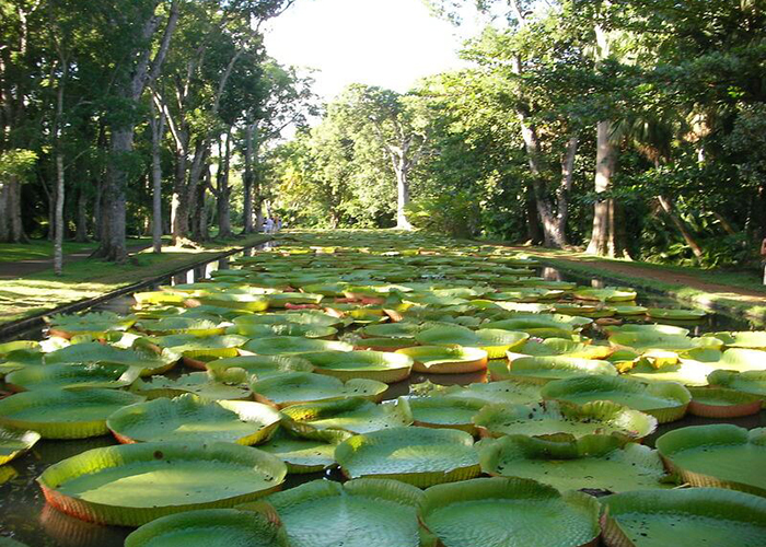 https://d3r8gwkgo0io6y.cloudfront.net/upload/M2/mauritius-pamplemousses-garden.jpg