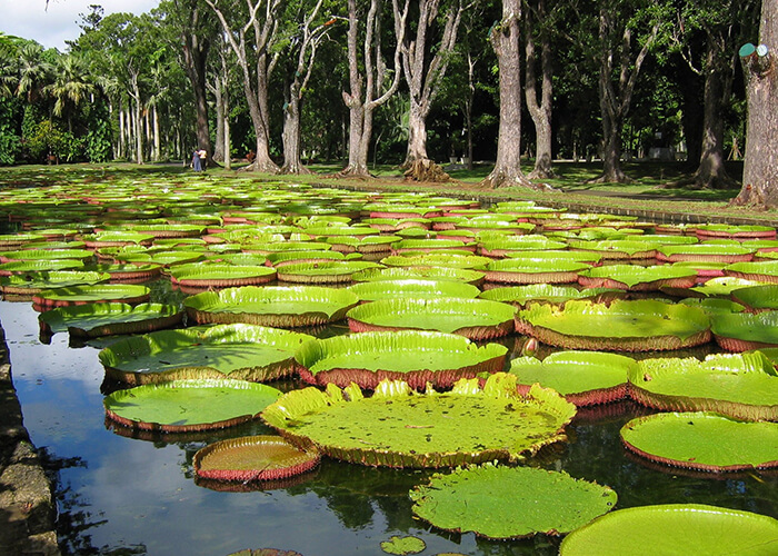 https://d3r8gwkgo0io6y.cloudfront.net/upload/M2/mauritius-royal-botenical-garden.jpg
