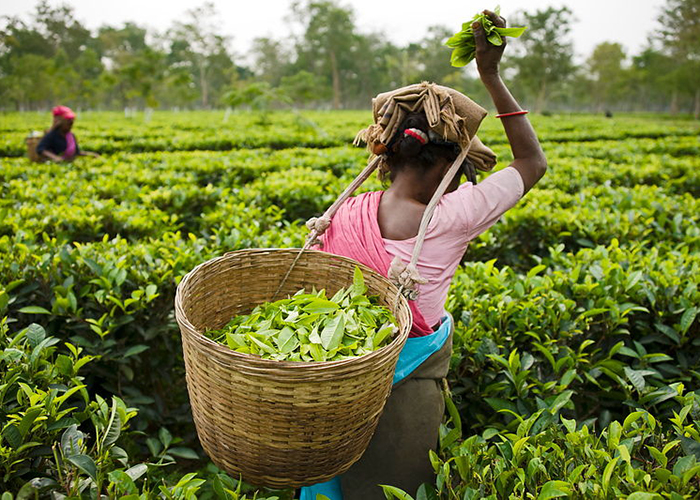 https://d3r8gwkgo0io6y.cloudfront.net/upload/ML/Asia-Srilanka-nuwaraeliya-tea-garden-1.jpg