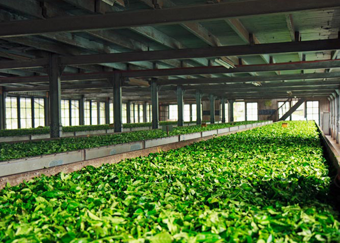 https://d3r8gwkgo0io6y.cloudfront.net/upload/ML/Asia-Srilanka-nuwaraeliya-tea-garden-4.jpg
