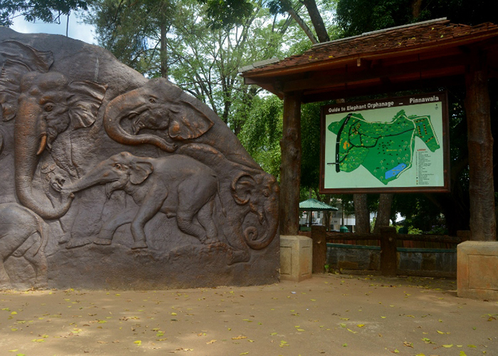 https://d3r8gwkgo0io6y.cloudfront.net/upload/ML/Asia-Srilanka-pinnewala-elephant-orpahanage-5.jpg