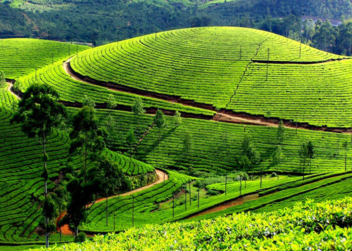 https://d3r8gwkgo0io6y.cloudfront.net/upload/MM/Asia-Srilanka-nuwaraeliya-tea-garden-2.jpg