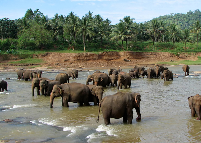 https://d3r8gwkgo0io6y.cloudfront.net/upload/MM/Asia-Srilanka-pinnewala-elephant-orphanage-1.jpg