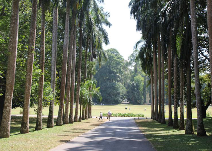 https://d3r8gwkgo0io6y.cloudfront.net/upload/MS/Asia-Srilanka-kandy-botanical-garden-2.jpg