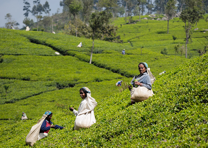 https://d3r8gwkgo0io6y.cloudfront.net/upload/MS/Asia-Srilanka-nuwaraeliya-tea-garden-3.jpg
