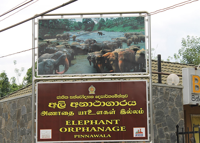 https://d3r8gwkgo0io6y.cloudfront.net/upload/MS/Asia-Srilanka-pinnewala-elephant-orpahanage-4.jpg