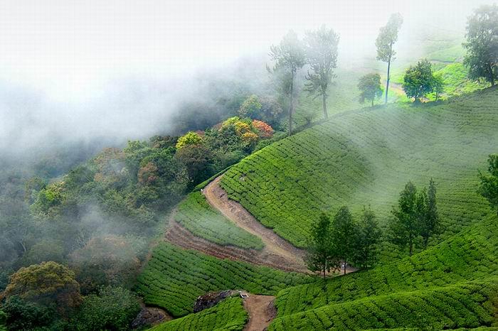 https://d3r8gwkgo0io6y.cloudfront.net/upload/Munnar5.jpg