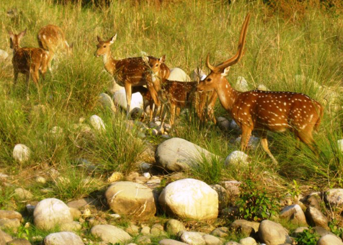 https://d3r8gwkgo0io6y.cloudfront.net/upload/N6/india-nainital-corbett--park-9.jpg