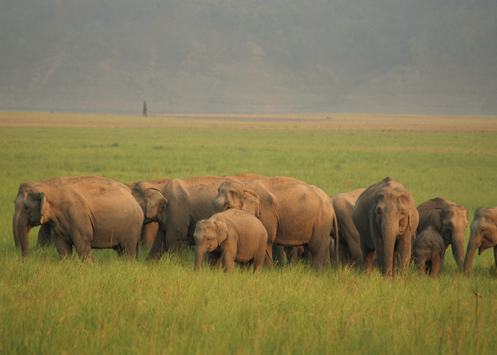 https://d3r8gwkgo0io6y.cloudfront.net/upload/N6/india-nainital-corbett-park-1.jpg