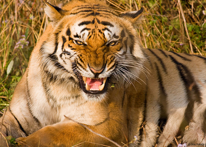 https://d3r8gwkgo0io6y.cloudfront.net/upload/NB/india-nainital-corbett-park-7.jpg