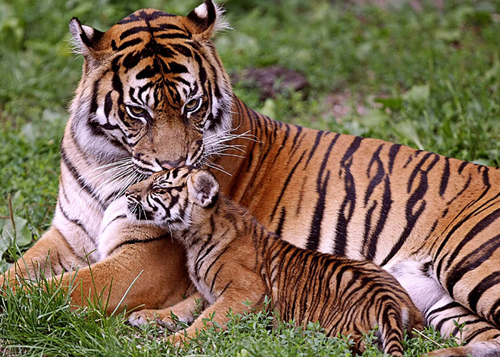 https://d3r8gwkgo0io6y.cloudfront.net/upload/NF/india-nainital--corbett-park-6.jpg