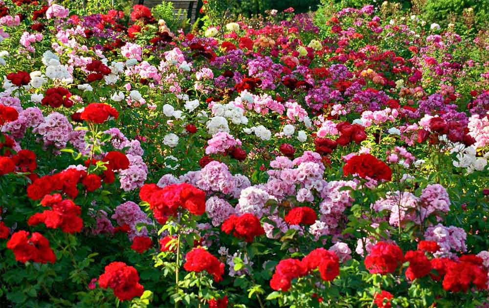 https://d3r8gwkgo0io6y.cloudfront.net/upload/NL/India-punjab-Chandigarh-rose-garden-1.jpg