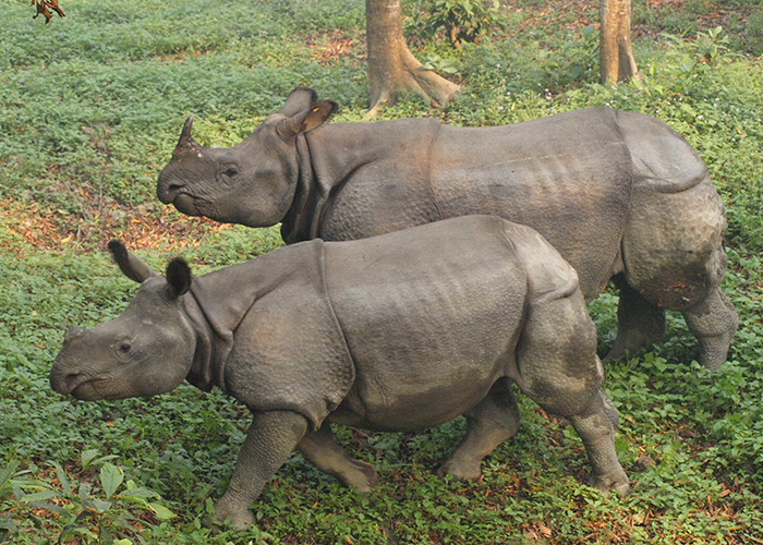 https://d3r8gwkgo0io6y.cloudfront.net/upload/NP/Nepal-chitwan-national-park-2.jpeg