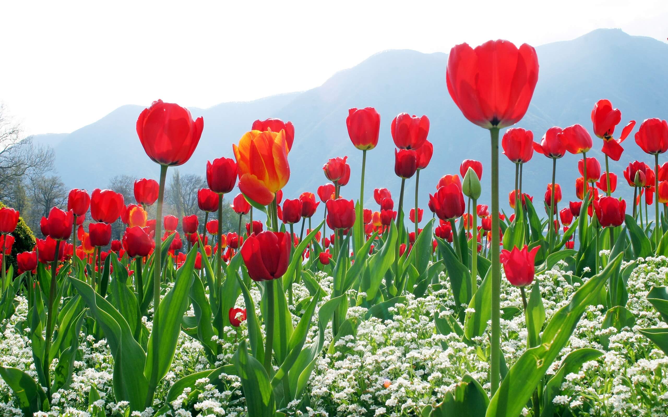 https://d3r8gwkgo0io6y.cloudfront.net/upload/OM/India-kashmir-srinagar-tulip-garden-6.jpg