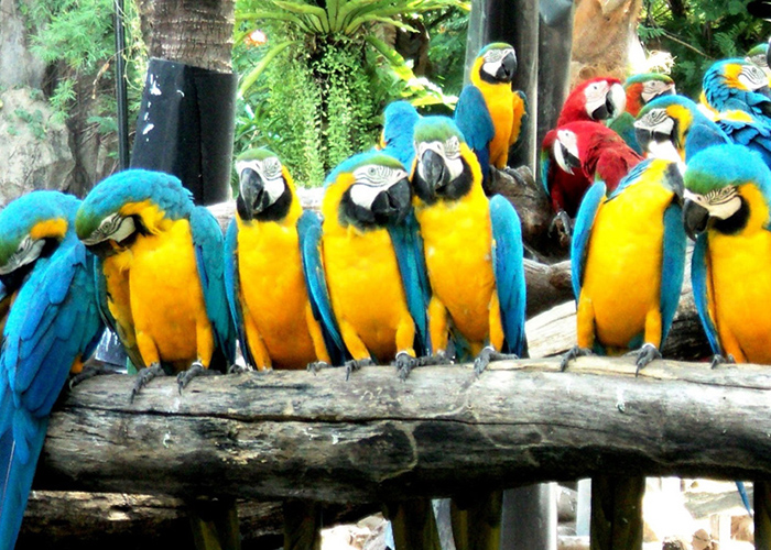 https://d3r8gwkgo0io6y.cloudfront.net/upload/Q2/thailand-bangkok-safari-world-5.jpg