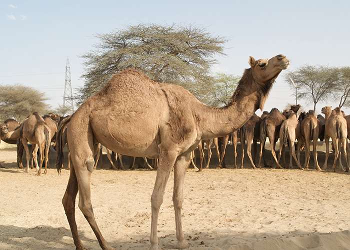 https://d3r8gwkgo0io6y.cloudfront.net/upload/RA/India-rajasthan-bikaner-Camel-Research-farm.jpg