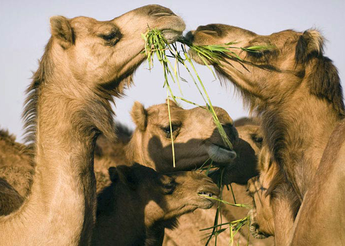 https://d3r8gwkgo0io6y.cloudfront.net/upload/RC/India-rajasthan-bikaner-camel-reserch-farm.jpg