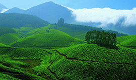 https://d3r8gwkgo0io6y.cloudfront.net/upload/S3/Munnar.jpg