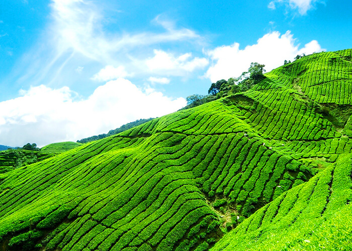 https://d3r8gwkgo0io6y.cloudfront.net/upload/S6/Munnar-Tea-plantation.jpg