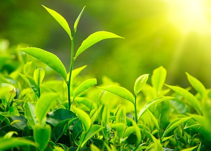 https://d3r8gwkgo0io6y.cloudfront.net/upload/S6/munnar-tea-leaves.jpg