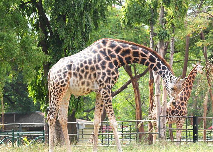 https://d3r8gwkgo0io6y.cloudfront.net/upload/S8/India-south-india-karnataka-mysore-zoo-giraffe-1.jpg