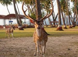 Andaman With Swaraj Dweep