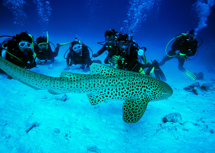 https://d3r8gwkgo0io6y.cloudfront.net/upload/SZ/india-andaman-havelock-snorkelling-2.jpg