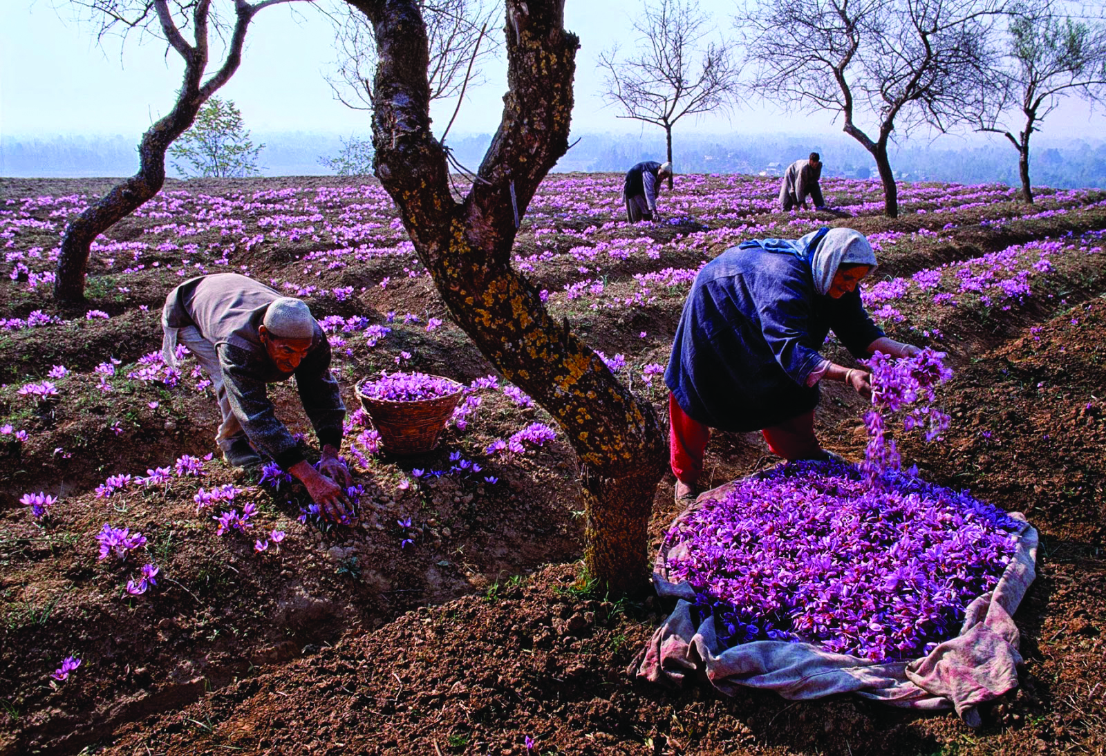 https://d3r8gwkgo0io6y.cloudfront.net/upload/Saffron-Harvest.jpg