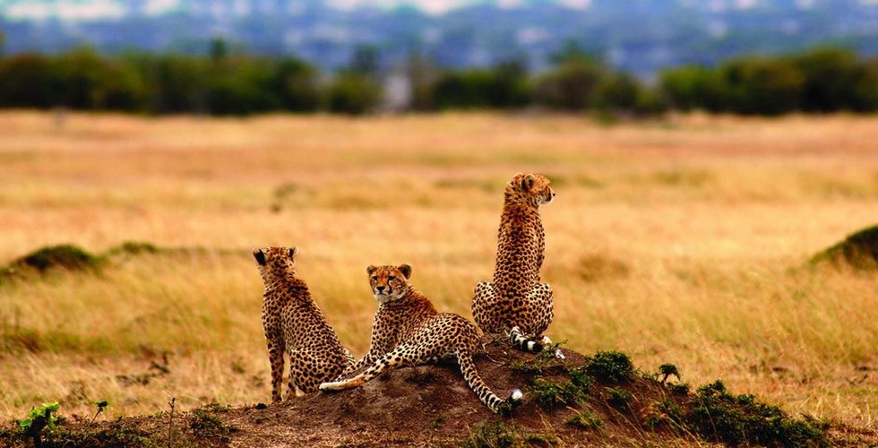 https://d3r8gwkgo0io6y.cloudfront.net/upload/Serengeti.jpg