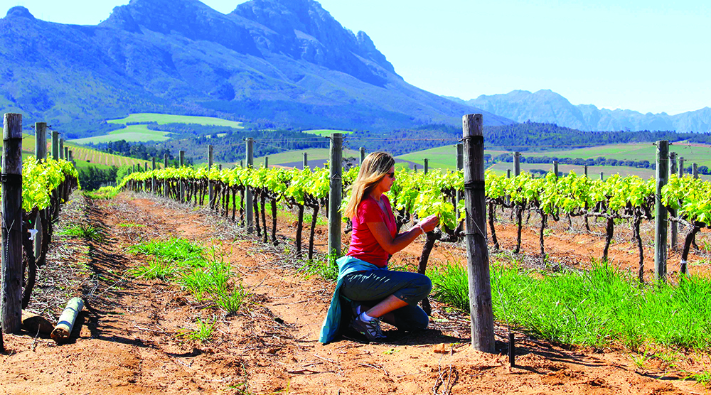 https://d3r8gwkgo0io6y.cloudfront.net/upload/South-Africa-Vineyard-Walk1.jpg