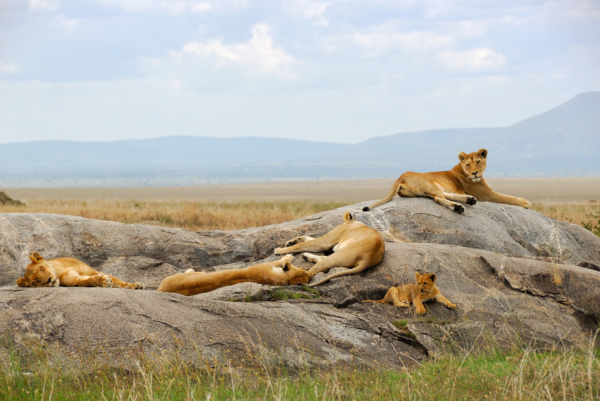 https://d3r8gwkgo0io6y.cloudfront.net/upload/Tanzania-Serengeti.jpg